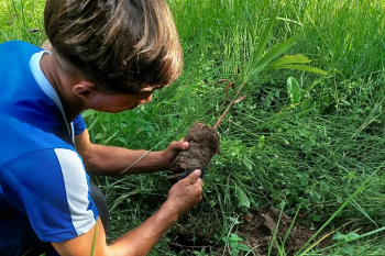 Notícia: Escola estadual promove sustentabilidade com projetos de reflorestamento, reciclagem e monitoramento de queimadas